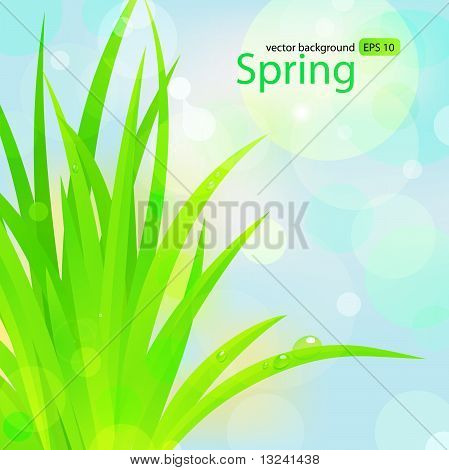Erba di primavera con gocce d'acqua.
