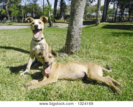 To blandet arten hunde