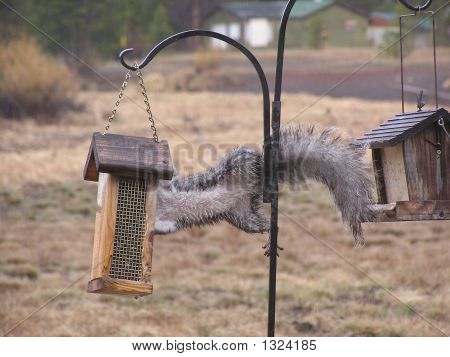 Squirell ve kuş besleme iki faz