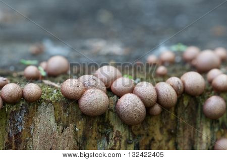 Mushrooms (slime mould Lycogala epidendrum) on an old stump