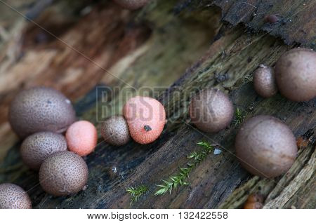 Mushrooms (slime mould Lycogala epidendrum) on an old stump
