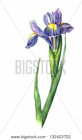 Isolated watercolor iris on white background. Hand drawn botanical illustration