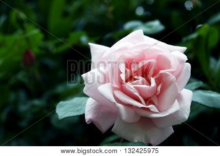 Opened a large bud of pale pink roses.