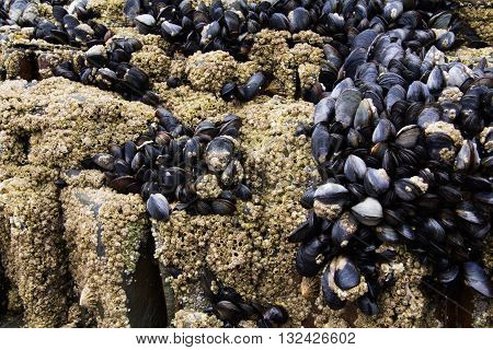 Muscles Clinging To The Rocks At Low Tide