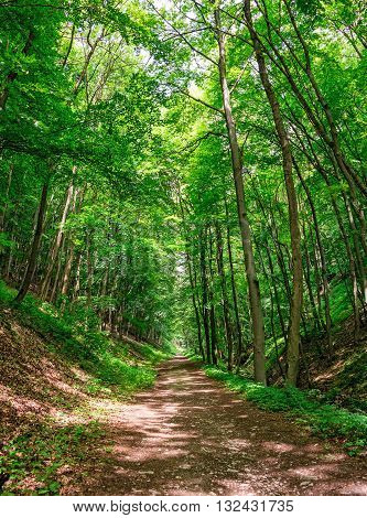 Enchanted Forest Path