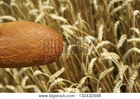 Fresh Bread before Cornfield. Summer field before harvest