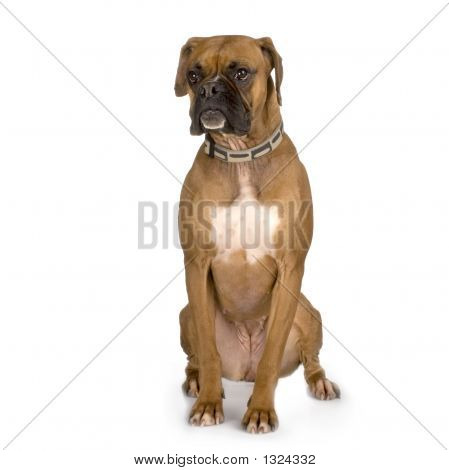 Boxer