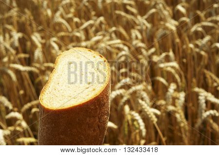 Fresh Bread before Cornfield. Summer field before harvest