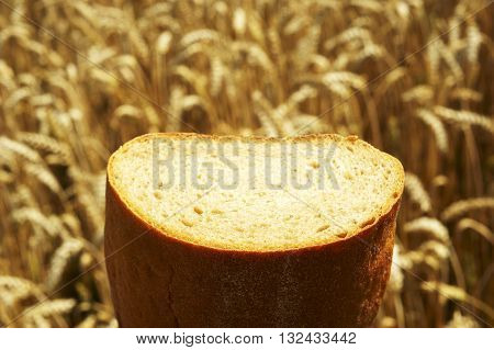 Fresh Bread before Cornfield. Summer field before harvest
