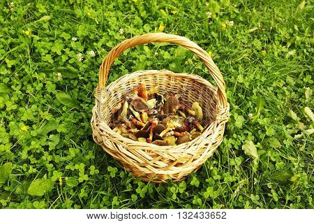 Basket with edible mushrooms on green grass