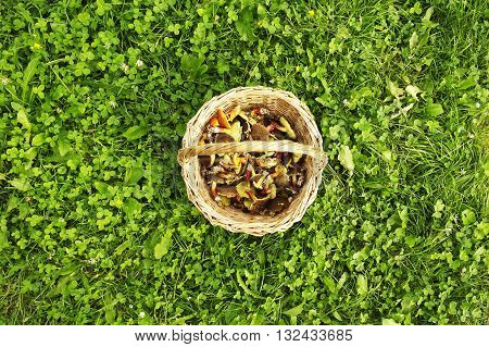 Basket with edible mushrooms on green grass