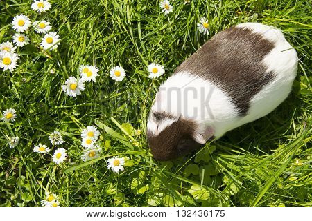 Guinea pig eating grass outside in the garden. Guinea pig (Cavia porcellus) is a popular household pet.