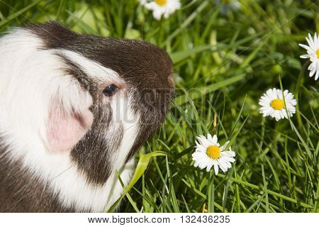 Guinea pig eating grass outside in the garden. Guinea pig (Cavia porcellus) is a popular household pet.