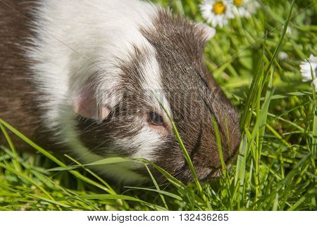 Guinea pig eating grass outside in the garden. Guinea pig (Cavia porcellus) is a popular household pet.