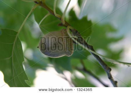 Bellota_0281