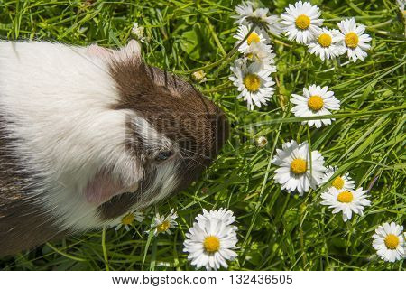 Guinea pig eating grass outside in the garden. Guinea pig (Cavia porcellus) is a popular household pet.