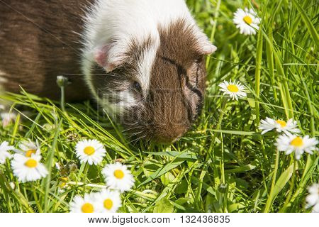 Guinea pig eating grass outside in the garden. Guinea pig (Cavia porcellus) is a popular household pet.