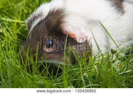 Guinea pig eating grass outside in the garden. Guinea pig (Cavia porcellus) is a popular household pet.