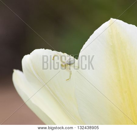 Tiny white spider (Misumena vatia)  on a tulip