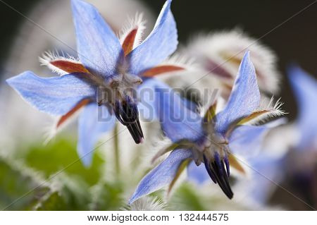 Borage flowers starflower annual herb in the flowering plant family Boraginaceae native to the Mediterranean region.