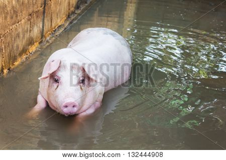 Single big pig playing in water pig in water in hoven