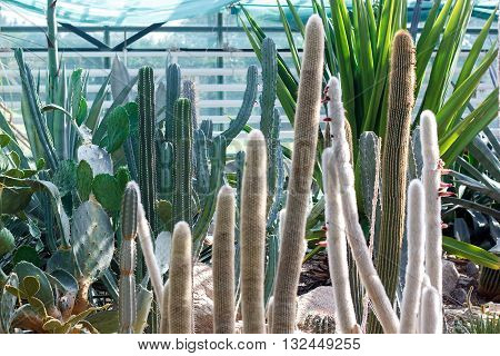 Cactus garden in Botanical Garden. Cactus, desert plant, prickly plant, thorny, spiny. Various cactus plants