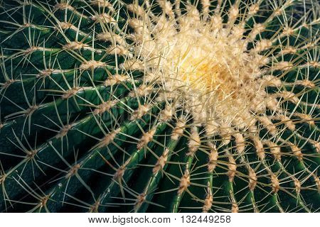 Close up of globe shaped cactus with long thorns