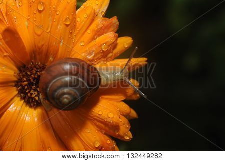 Snail close up on Flower moving along