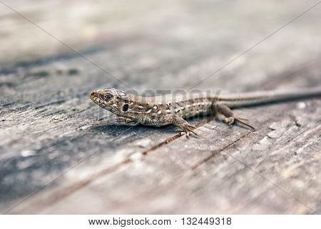Green and brown lizard (Lacerta viridis, Lacerta agilis) is a species of lizard of the genus Green lizards. Lizard on the wooden backdround.