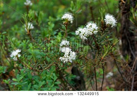 Ledum palustre (Rhododendron tomentosum) plant in forest