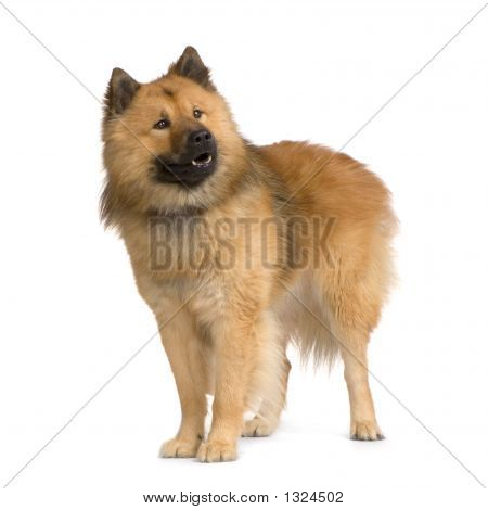 Eurasier
