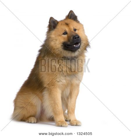 Eurasier