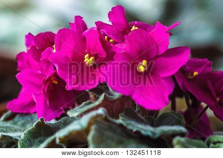 African violet (pink saintpaulia ionantha) houseplant closeup.