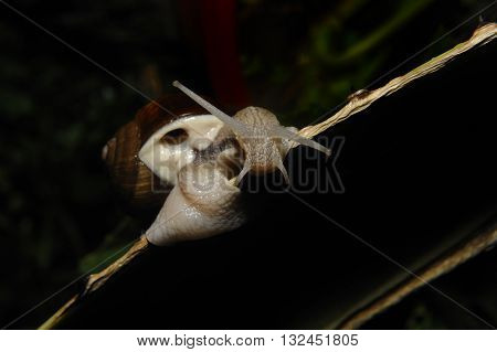 Close up of snail on the leave of agave