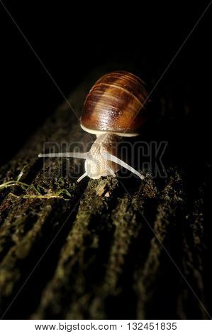 Close up of snail on the leave of agave