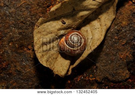 snail sleeping on a old leave of rusty iron in the background