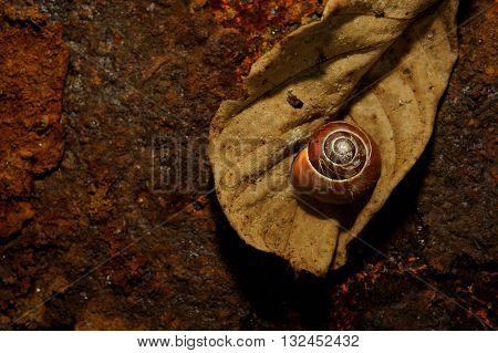 snail sleeping on a old leave of rusty iron in the background