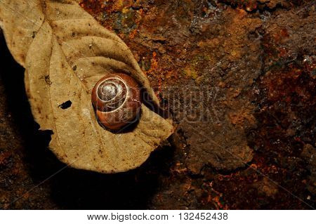 snail sleeping on a old leave of rusty iron in the background