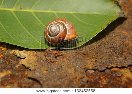 snail crawling on a green leave of rusty iron in the background