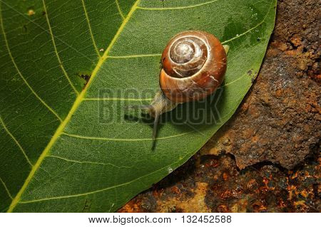 snail crawling on a green leave of rusty iron in the background