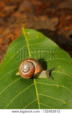 snail crawling on a green leave of rusty iron in the background