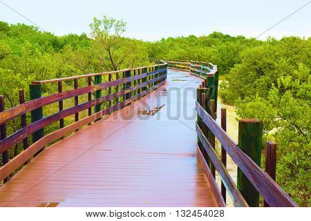 Trail surrounded by lush green wetlands during the rain taken in the Florida Keys