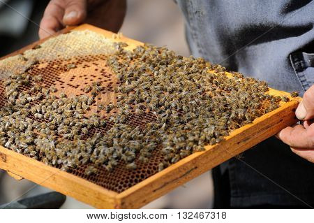 beekeeper inspects a frame of bees close up