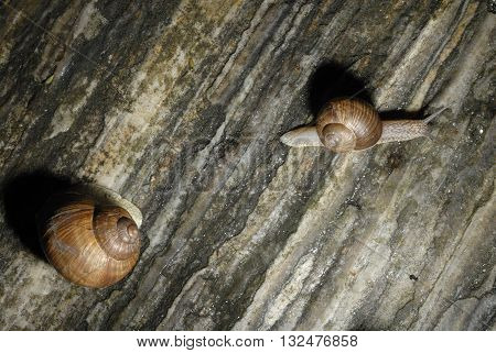 Family of snails crawling on rock. Above view