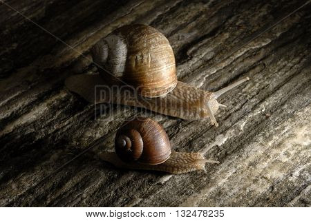 Family of snails crawling on rock at night