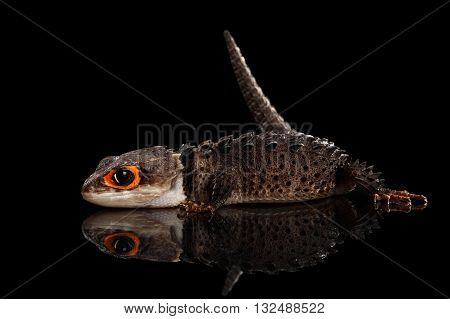 Closeup Red-eyed crocodile skink tribolonotus gracilis isolated on Black background