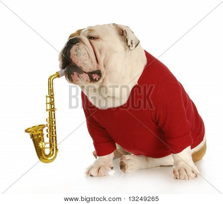 Chien musical