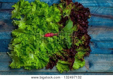 Fresh Salad Leaves And Radish
