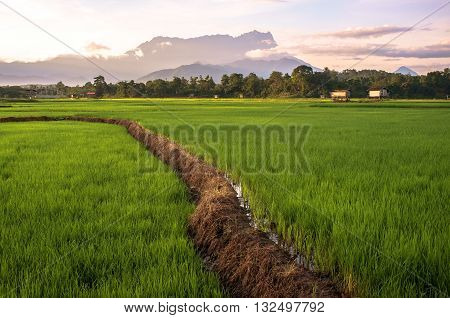 The majestic mountain Kinabalu during sunrise with beautiful landscape view of paddy field in Tambulion village Kota Belud,Sabah,Borneo.  