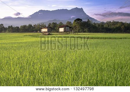 The majestic mountain Kinabalu during sunrise with beautiful landscape view of paddy field in Tambulion village Kota Belud,Sabah,Borneo. One of the highest mountains in ASEAN standing at 4095.2 metres